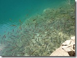 Les poissons de Plitvice